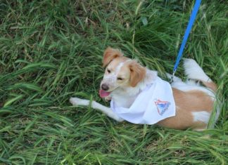 RandAgiamo:  a spasso con i cani