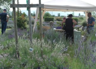 Castelnuovo di Assisi: nuovo week end con la ”Festa della Lavanda”