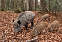 Fauna selvatica: Confagricoltura chiede misure urgenti