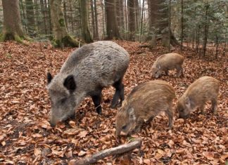 Fauna selvatica: Confagricoltura chiede misure urgenti