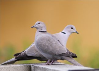 Denunciati per aver sparato a delle tortore dal collare