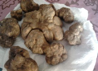 Tartufo: a Mipaaf il tavolo tecnico