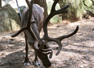 Città della Domenica, Perugia si trasforma nella “Città del Natale”