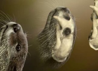 Scoperto cranio di lontra risalente ad 1,8 milioni di anni fa