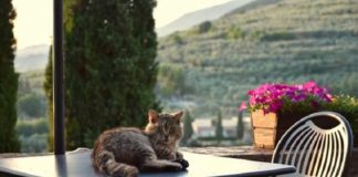 Festa Mondiale del Gatto: torna a Spello la mostra d'arte