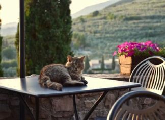 Festa Mondiale del Gatto: torna a Spello la mostra d'arte
