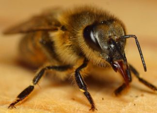 Apicoltura, un bene comune a tutela dei territori