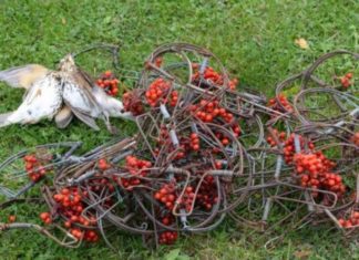 Operazione anti-bracconaggio nel ternano