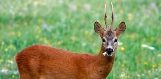 Terni, capriolo ucciso in un giardino da dei lupi