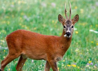 Terni, capriolo ucciso in un giardino da dei lupi
