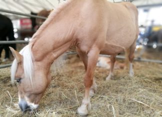 Agriumbria: domenica record per la fiera