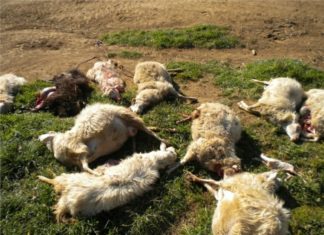 Danni da animali selvatici: situazione ormai insostenibile