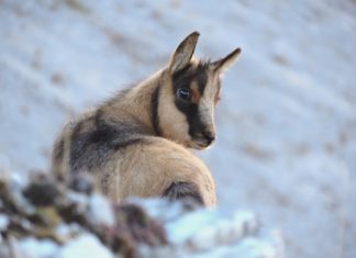 Monti Sibillini: segnali di rinascita dalla natura