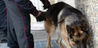 Il cane Batman fiuta la cocaina: scatta l'arresto