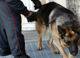Il cane Batman fiuta la cocaina: scatta l'arresto
