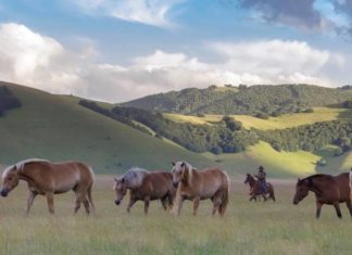 A Castelluccio sono tornati i cavalli