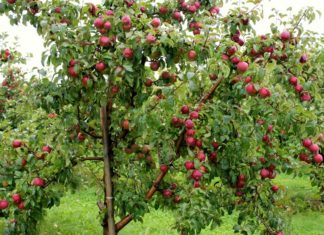 Fiera del Melo: conferenza stampa di presentazione