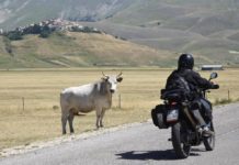 Allevatore di Castelluccio: "Dove sono i caseifici?"