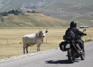 Allevatore di Castelluccio: "Dove sono i caseifici?"