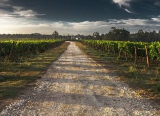 “Weekend della Strada del Sagrantino”: arte, caccia al tartufo e degustazioni