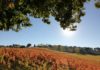 Torna a Montefalco la Festa della Vendemmia