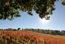 Torna a Montefalco la Festa della Vendemmia