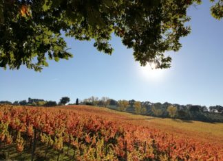 Torna a Montefalco la Festa della Vendemmia