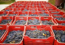 Cantine Aperte in Vendemmia: appuntamento per domenica 24