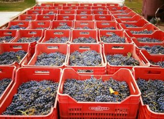 Cantine Aperte in Vendemmia: appuntamento per domenica 24