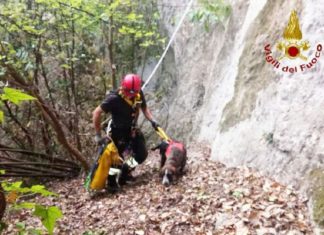 Cane finisce in un dirupo: salvato dai Vigili del Fuoco