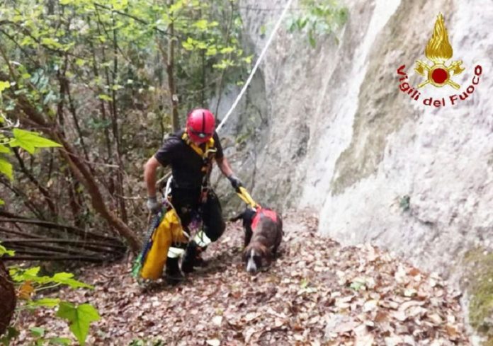 Cane finisce in un dirupo: salvato dai Vigili del Fuoco