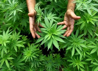 Cannabis terapeutica: a Terni il corso di UIL e FPL per i professionisti