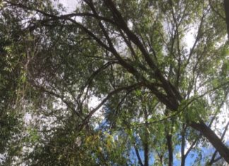 Ponte San Giovanni: residenti denunciano il degrado del parco