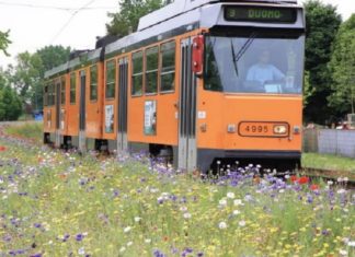 I fiori di Castelluccio nelle grandi città metropolitane