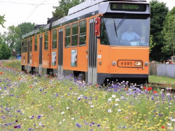 I fiori di Castelluccio nelle grandi città metropolitane