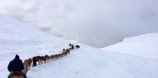 I cavalli di Castelluccio sono tornati a Norcia