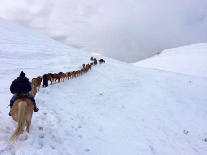 I cavalli di Castelluccio sono tornati a Norcia