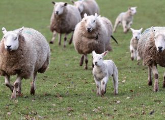Trebbie di birra per l'alimentazione degli agnelli