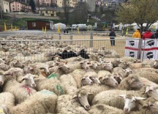 Cascia rinnova la tradizione della "sa paradura"