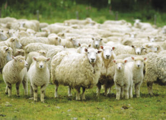 A Cascia la fiera del “Capo lanuto”