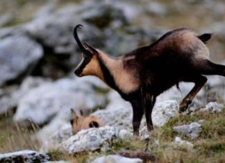 Proseguono le attività di monitoraggio del camoscio appenninico