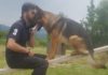 Morto avvelenato il cane-eroe di Amatrice Kaos