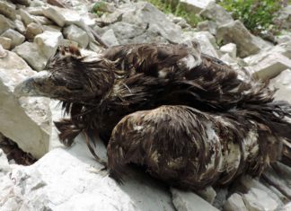 Parco dei Sibillini: un’aquila trovata uccisa a colpi di fucile