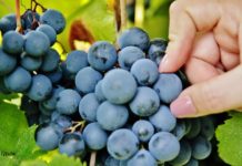 Umbria: accordo Regione-Università sul vitigno Grero