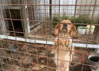 Il servizio veterinario Usl Umbria 1a sostegno degli animali abbandonati