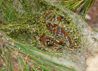 Usl Umbria 1, attenzione alle processionarie dei pini