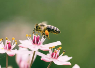 “Salviamo le api e la biodiversità-salviamo il miele”: il Lions Club Perugia Host affronta il tema di studio nazionale