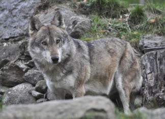Avvistato lupo ad Assisi: nessun pericolo per l'uomo