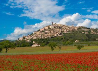 Alla scoperta della regina degli ulivi: il Festival del SOL approda a Trevi