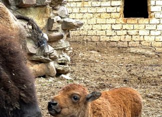 Perugia // Città della Domenica: migliaia di visitatori nel Ponte del 2 Giugno, la ‘Star’ è stata Piccola Luna